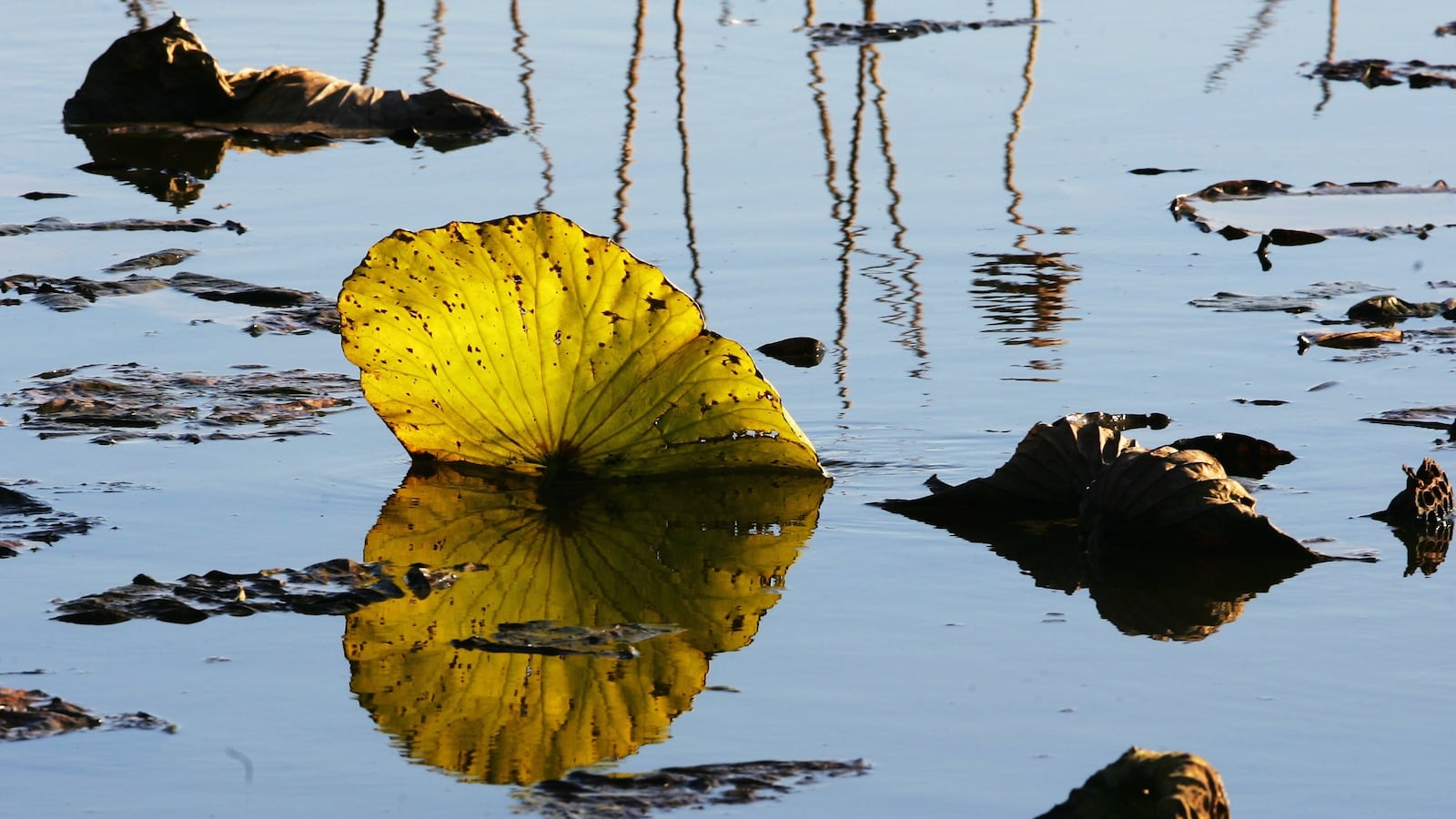 GettyImages-77539717_dnalzk