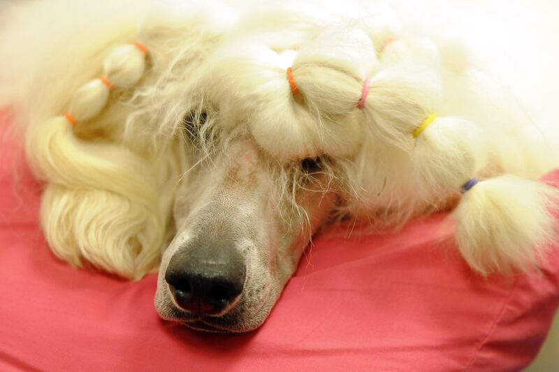 galleries/2012/02/14/best-westminster-dog-show-photos/best-westminster-dog-show-photos-11_wlqbe8