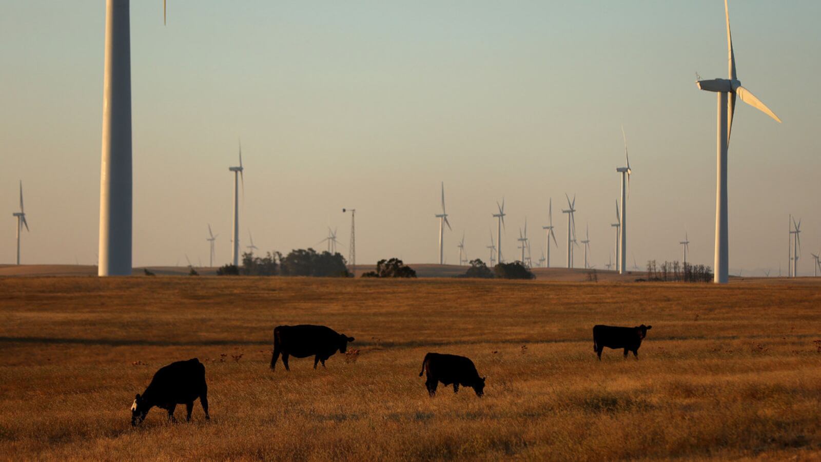 Cows graze on a parcel of land that was recently purchased near Rio Vista, California.