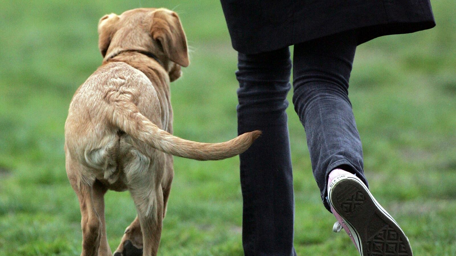 cheats/2013/11/02/scientists-decipher-dog-tail-wags/131102-dog-tail-wag-cheat_xzuccg