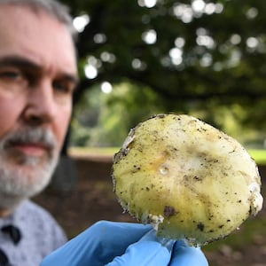 (FILES) Principal Research Scientist (Mycology) Tom May at the Royal Botanic Gardens inspects a Death Cap mushroom, an extremely toxic mushroom and responsible for 90 percent of all mushroom poisoning deaths, in Melbourne on March 31, 2021. An Australian woman murdered her husband's parents and aunt by lacing their beef Wellington lunch with toxic mushrooms, a jury found on July 7, 2025 at the climax of a trial watched around the world. Keen home cook Erin Patterson hosted an intimate meal in July 2023 that started with good-natured banter and earnest prayer -- but ended with three guests dead. (Photo by William WEST / AFP) (Photo by WILLIAM WEST/AFP via Getty Images)