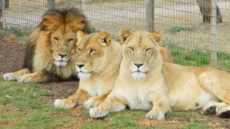 Male lion and three lionesses