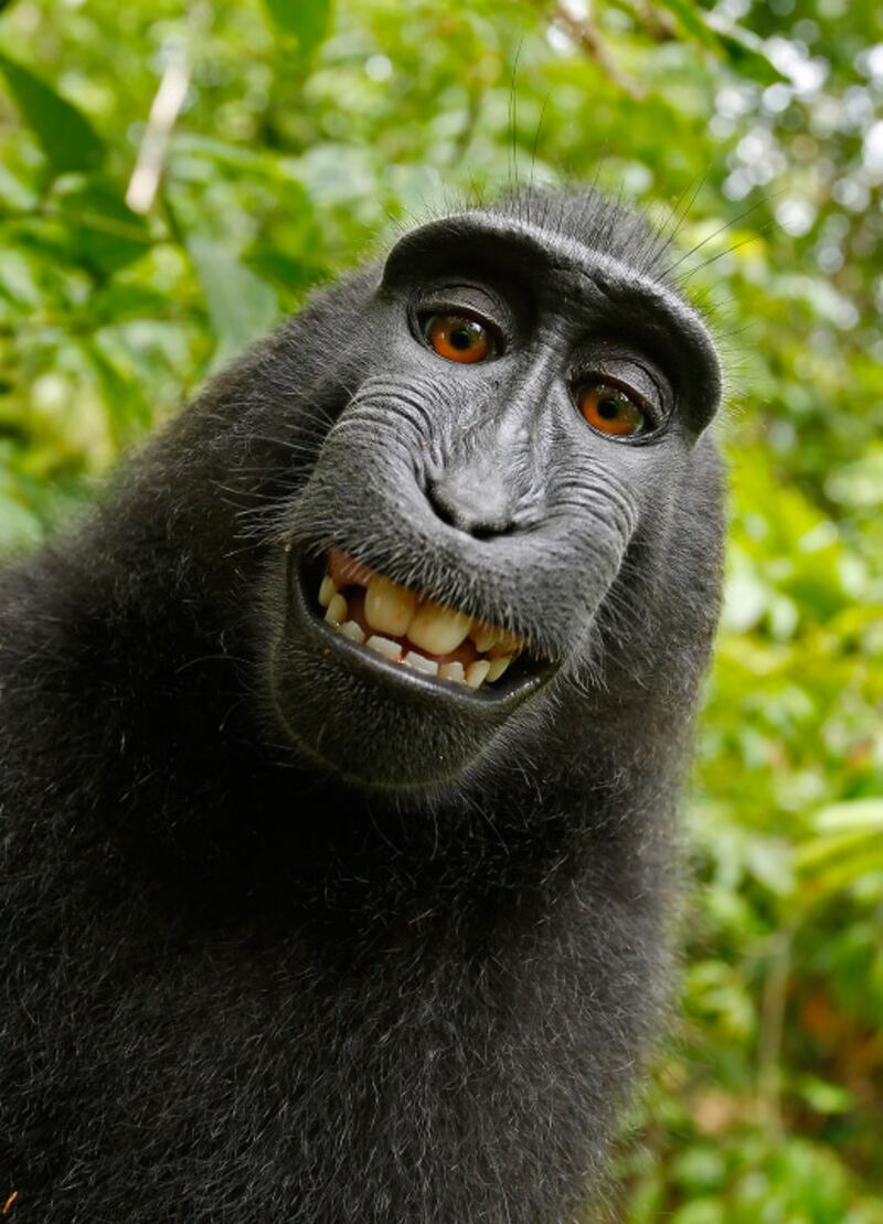 galleries/2015/06/01/when-animals-take-selfies-photos/150601-animal-selfies-02a_zgdvq0