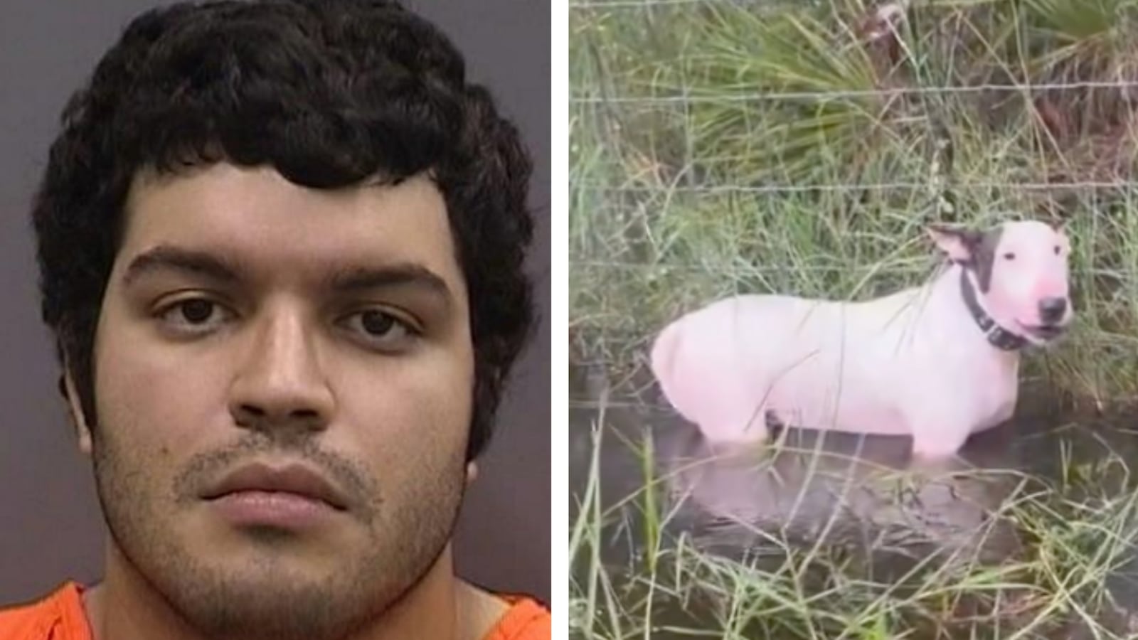 Side-by-side photos of a mugshot and abandoned dog.