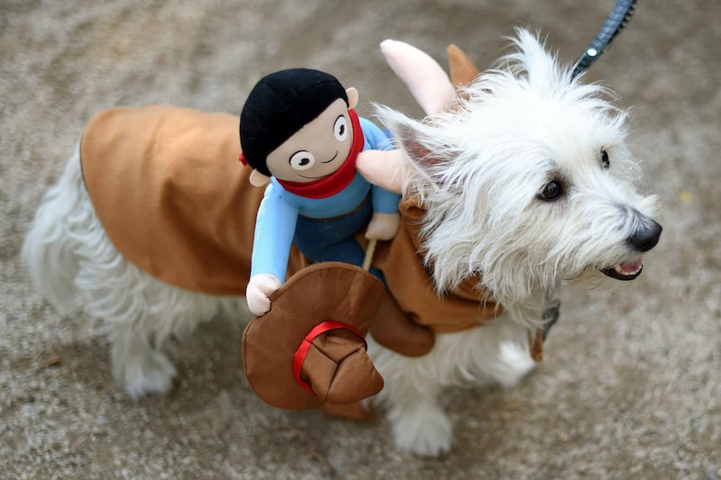 galleries/2014/10/28/happy-howl-o-ween-spooky-animals-that-will-make-you-smile/141027-pet-costumes-10_ofczaf