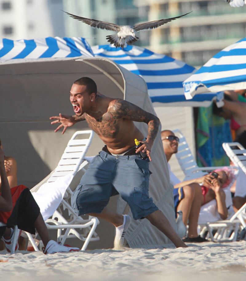 galleries/2012/02/15/shakira-attacked-by-sea-lion-and-more-celebrity-animal-attacks-photos/when-animals-attack-chris-brown_bgmtpr
