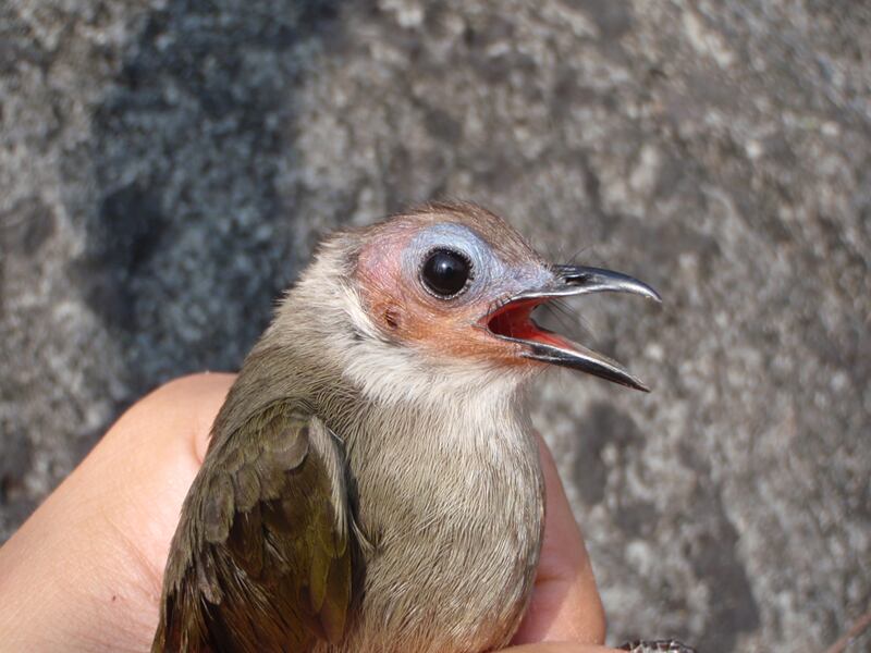 galleries/2010/10/06/new-species-discovered/new-species-mekong-3_kp0fzs