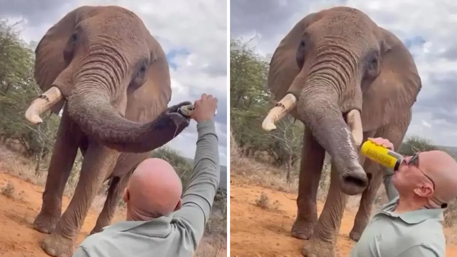 Man with social media handle skydive_kenya feeding drink to elephant