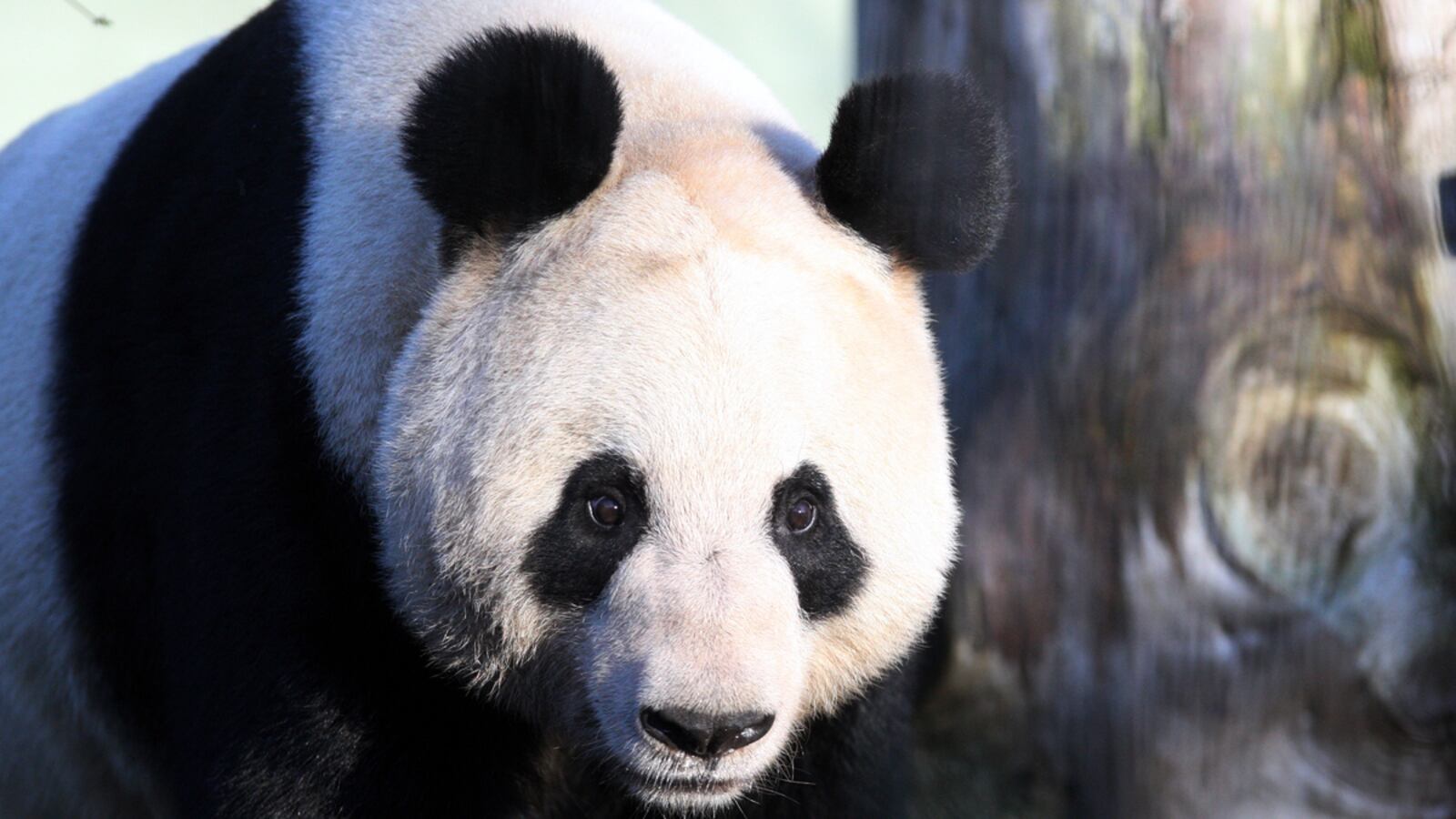 cheats/2011/12/28/bbc-top-female-list-includes-panda/tian-tian-bbc-panda-cheat_jmhaig