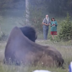 A bison takes a dust bath as tourists look on from what is considered a safe distance.