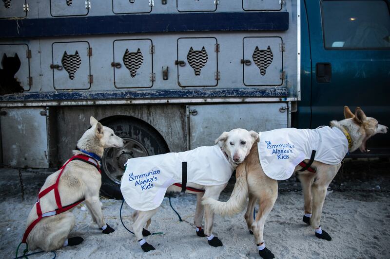 galleries/2014/03/06/gather-the-dogs-it-s-time-to-mush-iditarod-in-full-swing-photos/140306-iditarod-race11_d0mtti