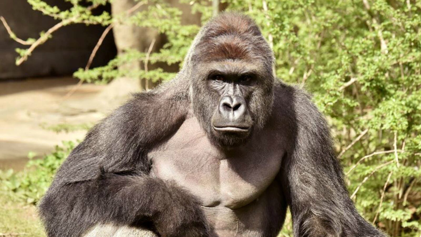 cheats/2016/11/17/feds-harambe-s-zoo-gate-wasn-t-in-compliance/161117-harambe-divider-cheat_ptxt3b