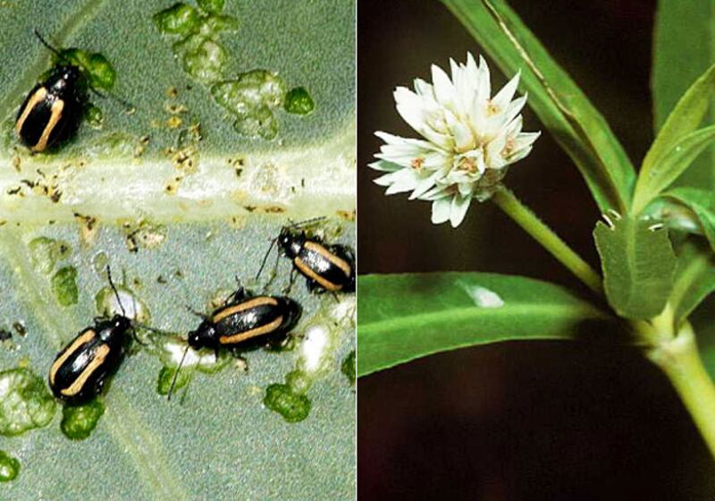 galleries/2010/04/22/animal-face-offs/animal-face-off---flea-beetle-and-alligator-weed_b0fd1u