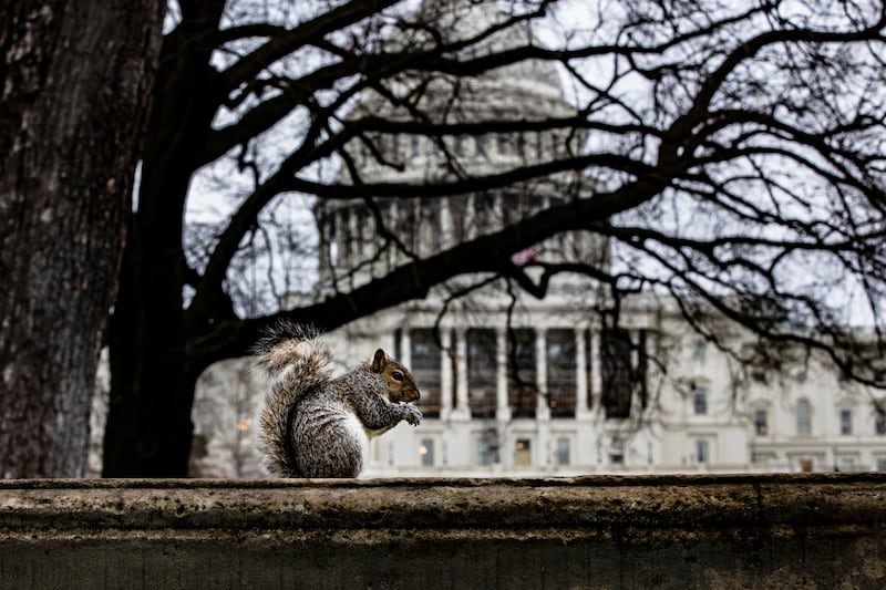 WASHINGTON, DC - FEBRUARY 11: A squirrel eats a nut on a wall on the grounds of the U.S. Capitol on the 3rd day of the second impeachment trial of former President Donald Trump on February 11, 2021 in Washington, DC. House impeachment managers will continue to make the case that Trump was responsible for the January 6th attack at the U.S. Capitol and he should be convicted and barred from holding public office again. (Photo by Samuel Corum/Getty Images)