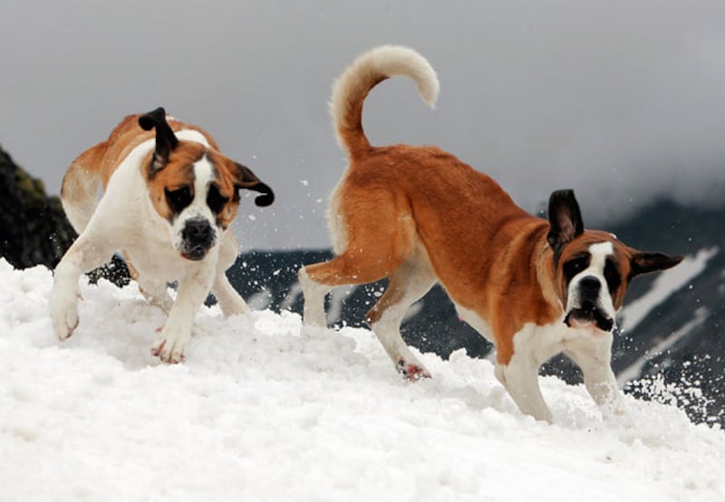 galleries/2010/10/29/dangerous-dogs/dangerous-dogs---saint-bernard_zfzmrk