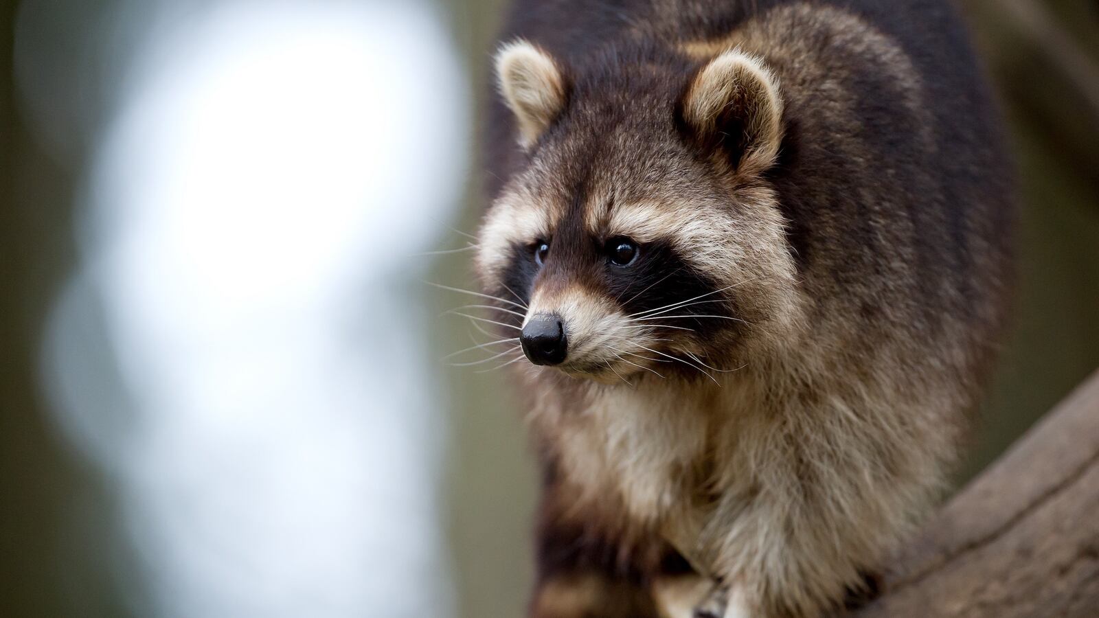 videos/2016/05/12/raccoon-causes-blackout-in-seattle/160512-Place-raccoon-blackout-seattle-Tease_v8ggzg