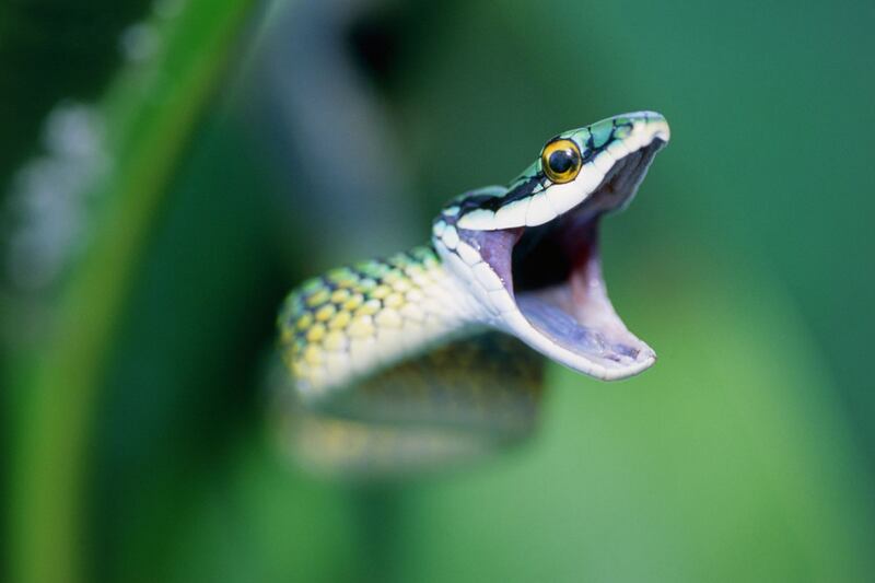 galleries/2012/08/05/kristen-stewart-robert-pattinson-more-pet-custody-battles-photos/animal-custody-battle-reptiles_upflqm