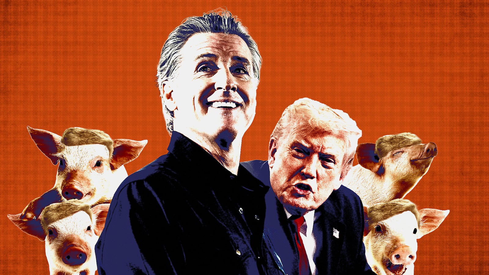 Gavin Newsom, Donald Trump and piglets in Trump wigs.