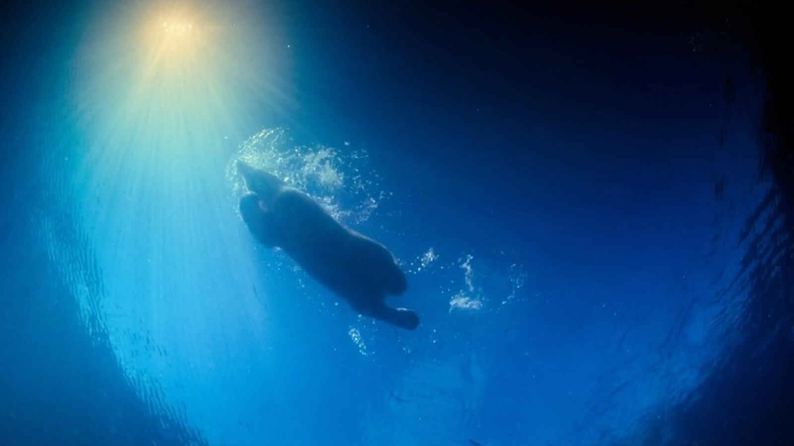 videos/2012/10/08/to-the-arctic-life-under-water/featurette-3-life-under-water_otinuq