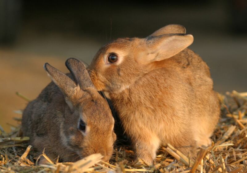 galleries/2010/11/09/which-pets-live-the-longest/pets---rabbit_urdths