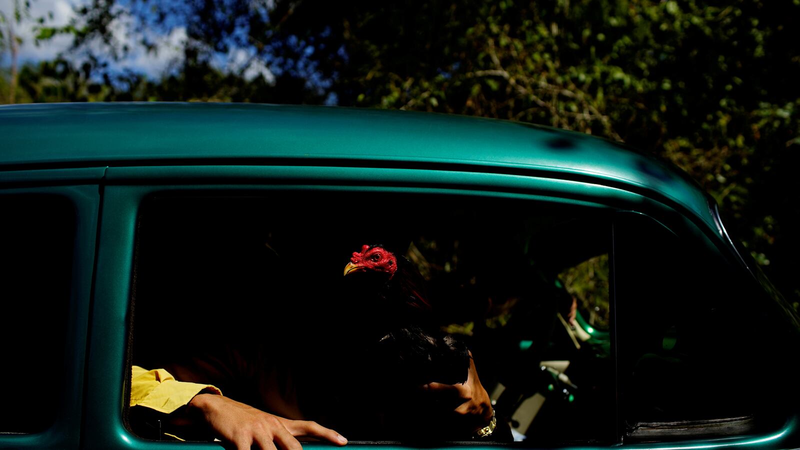 2021-02-27T173027Z_1698470432_RC251M976LUM_RTRMADP_3_CUBA-POLITICS-ANIMALRIGHTS_hdgtxm