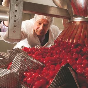 articles/2015/03/03/how-bees-revealed-a-pot-farm-beneath-the-maraschino-cherries/150302-daly-cherry-factory-tease_htpkcu