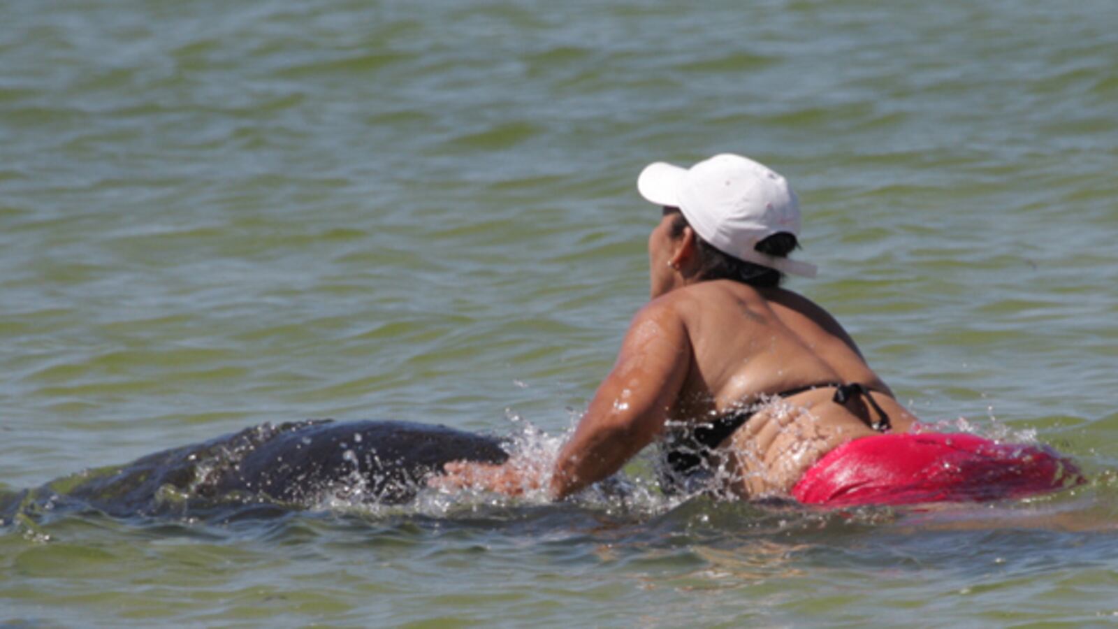 cheats/2012/11/25/florida-woman-rides-manatee/florida-woman-arrested-riding-manatee-cheat_nceasv