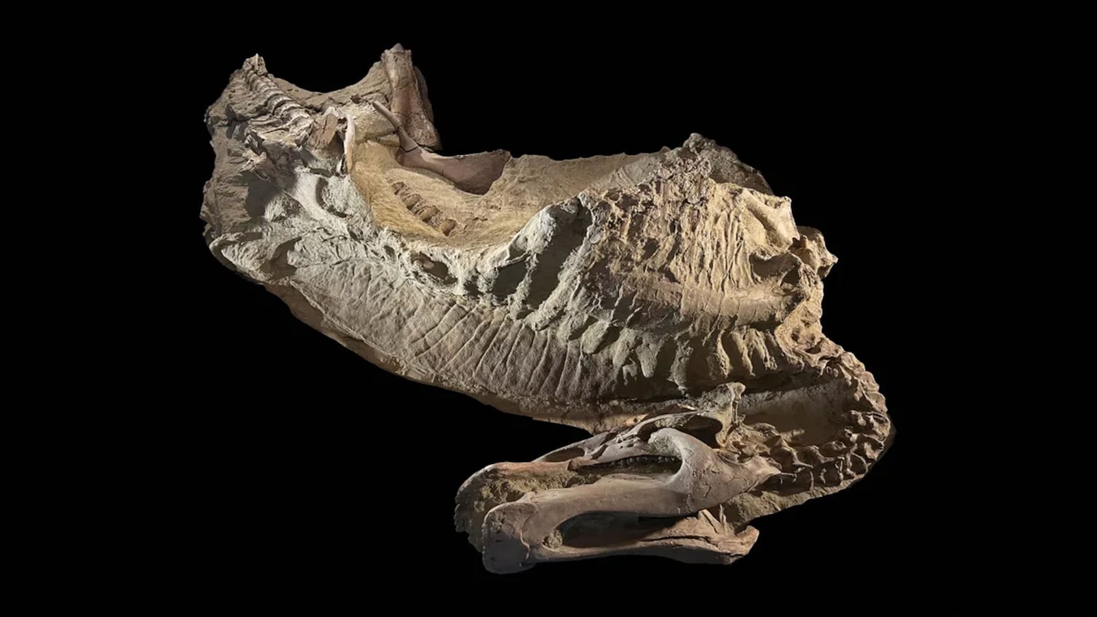 DInosaur mummification