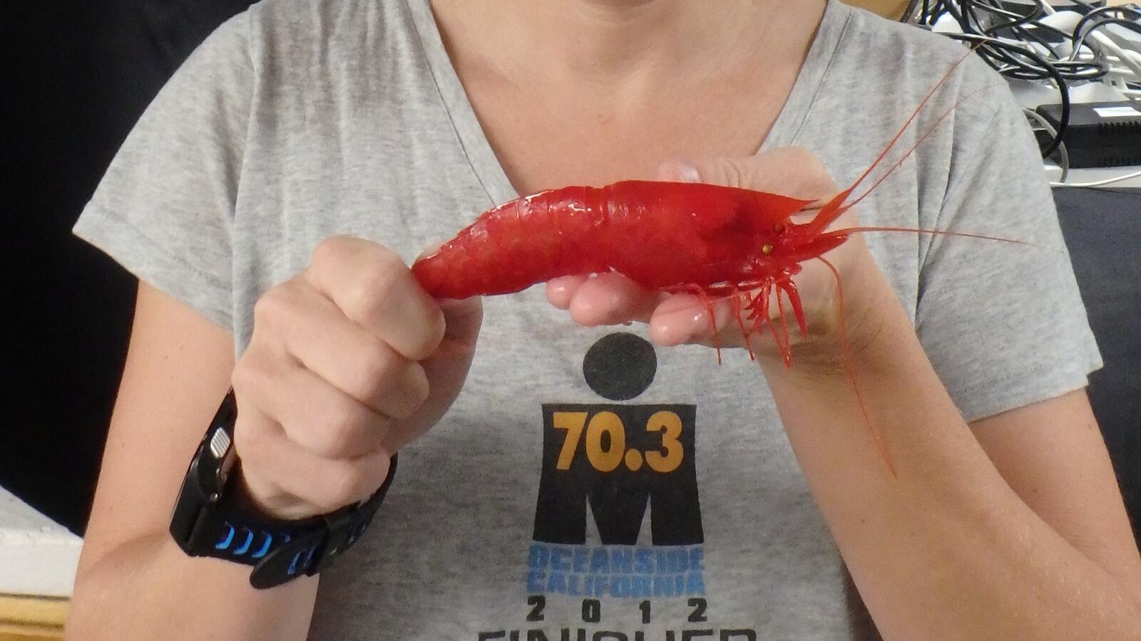 giant-shrimp-hires_pc1hqi