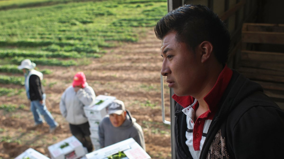 cheats/2011/11/15/fewer-illegal-immigrants-coming-in/mexican-immigration-declines-jobs-recession-cheat_utwpt1