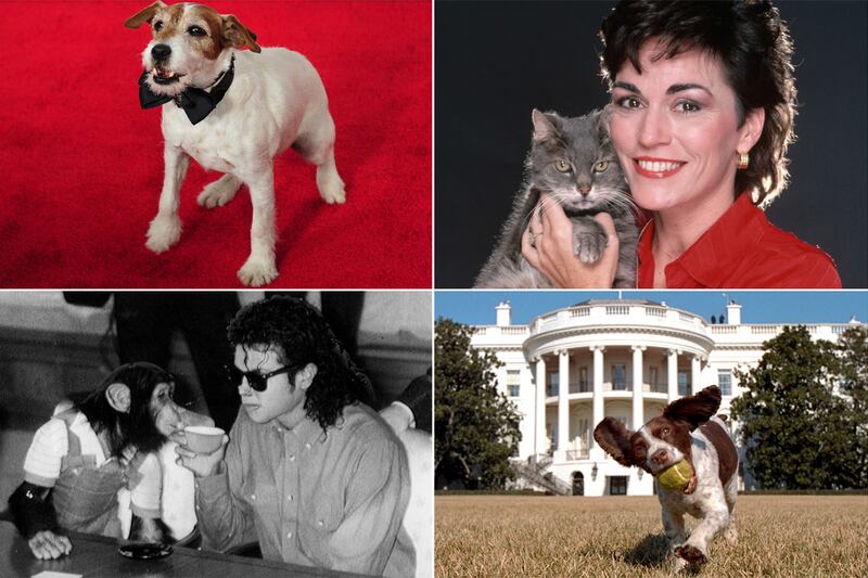 galleries/2012/10/24/8-celebrity-animal-authors-from-toto-to-uggie-photos/animal-authors-tease_cp13g6