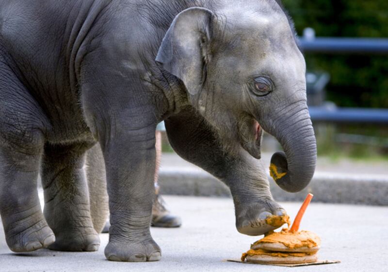 galleries/2011/01/14/celebrity-zoo-animals/celeb-zoo-animals---samudra_ecmx4o