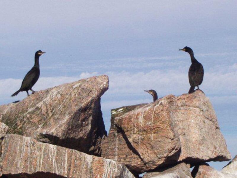 galleries/2010/06/14/summer-food-norway/summer-food-series-1---6_onu3x3