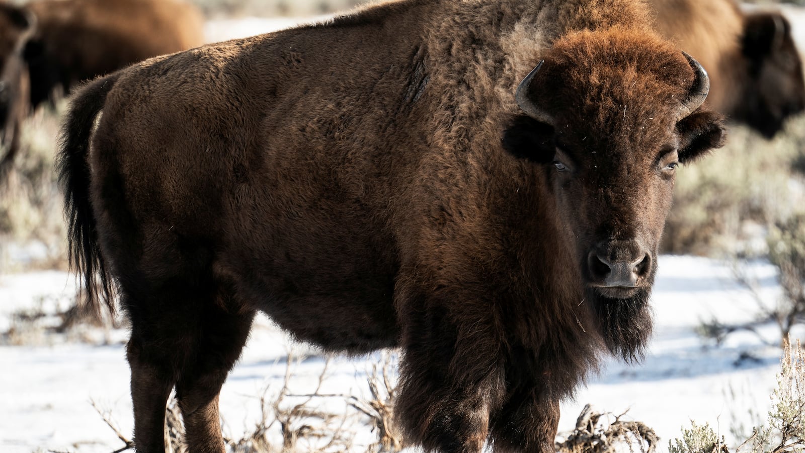 Yellowstone_Bison_Reuters_mryst8