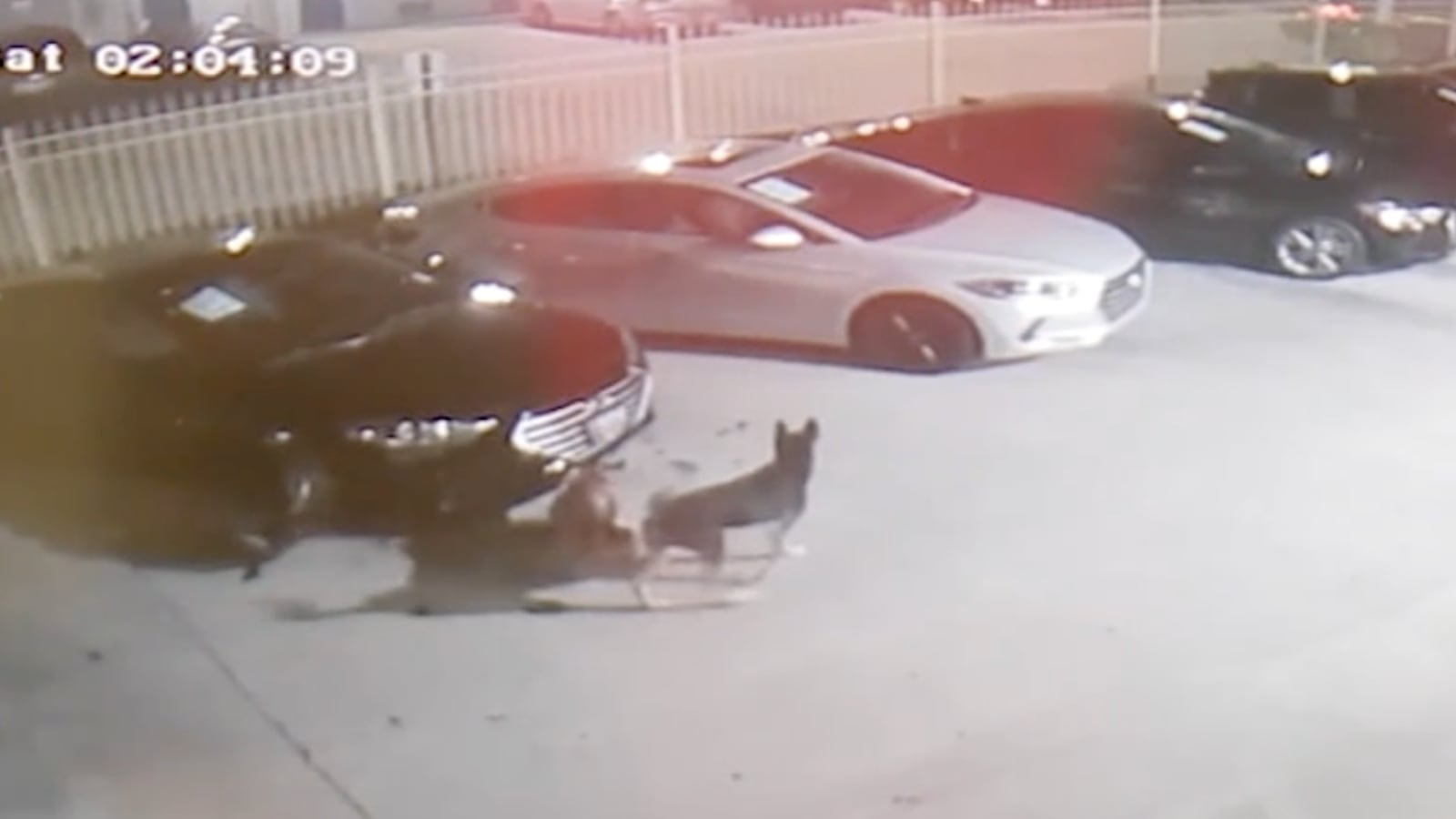 two dogs in a car dealership lot