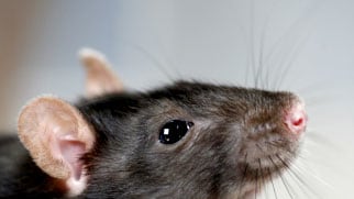 cheats/2008/10/27/the-united-kingdom-of-rats/rat_c17gkr