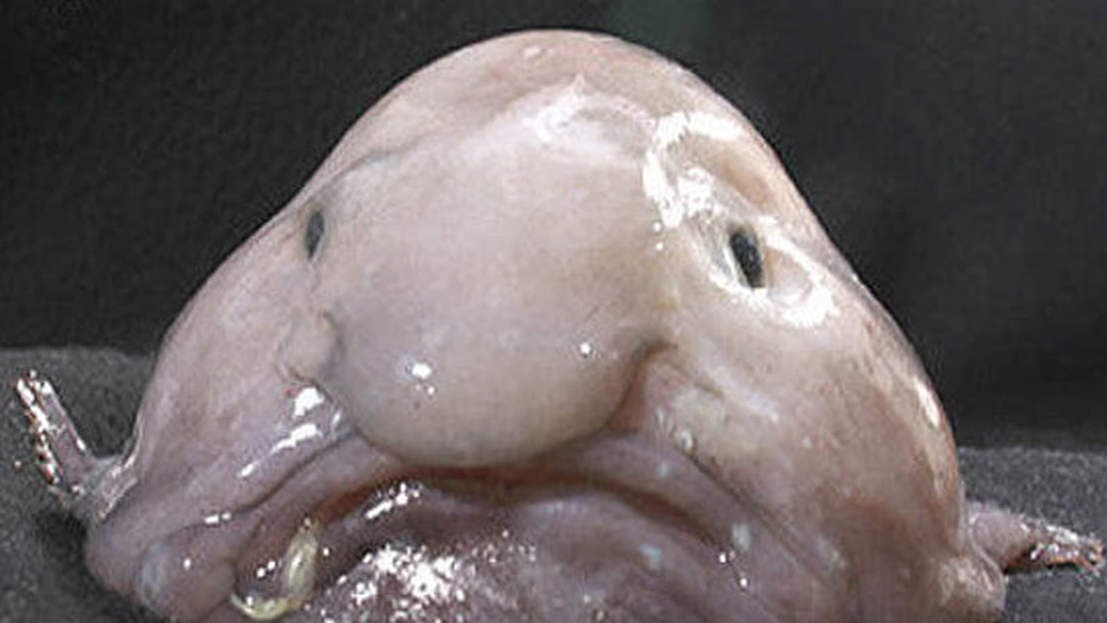 galleries/2013/09/12/the-world-s-five-ugliest-animals-photos/130912-ugly-animal-01_bxhclg