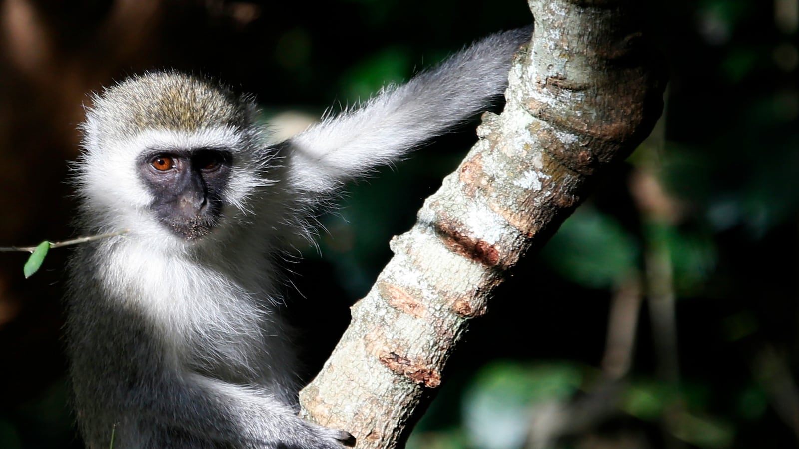 cheats/2016/06/08/lone-kenyan-monkey-causes-nationwide-blackout/160608-monkey-kenya-outage-cheat_ss87bg