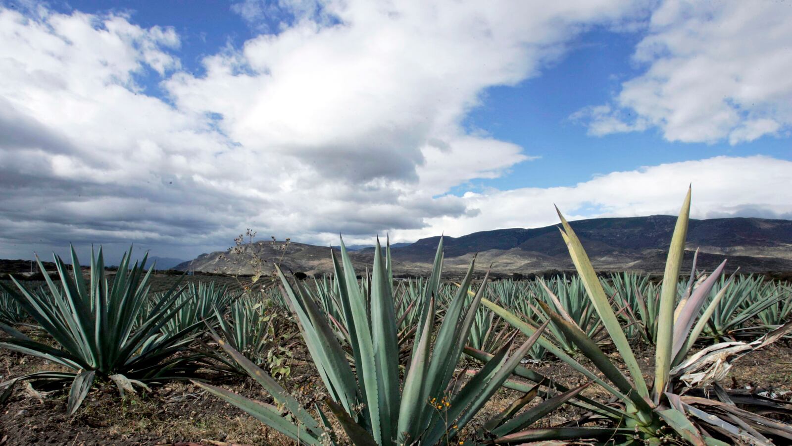 articles/2014/07/24/happy-national-tequila-day-here-s-how-climate-change-is-murdering-your-tequila/140724-tequila-swin-tease_idqunk