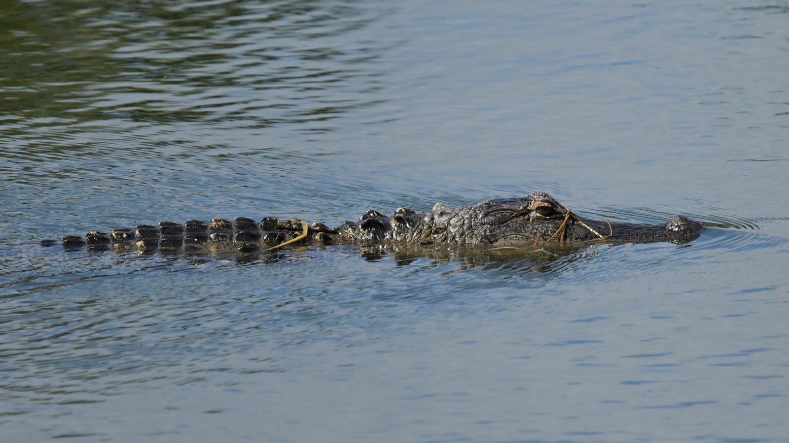 An alligator swims near the third hole during the first round of the Senior PGA Championship 2026 at The Concession Golf Club on April 16, 2026 in Bradenton, Florida.