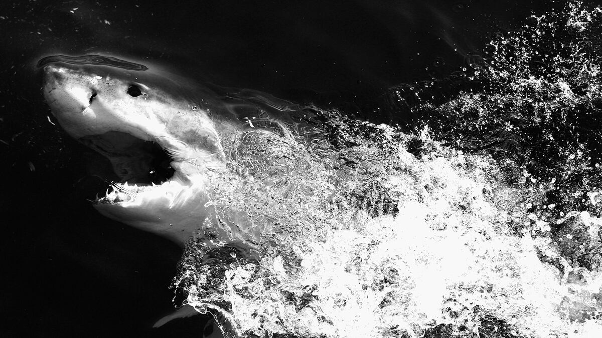 cheats/2011/09/04/tourist-torn-apart-by-shark/Eilperin-sharks_ch988e