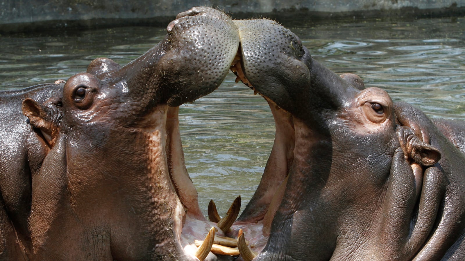 articles/2014/08/10/the-men-who-wanted-to-every-american-to-eat-wholesome-hippo/140808-mooallem-hippo-tease_x0gjo0