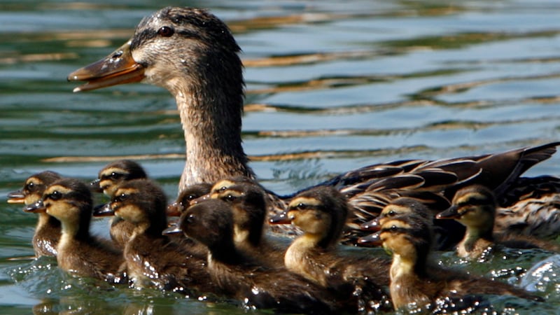 A duck and her ducklings.