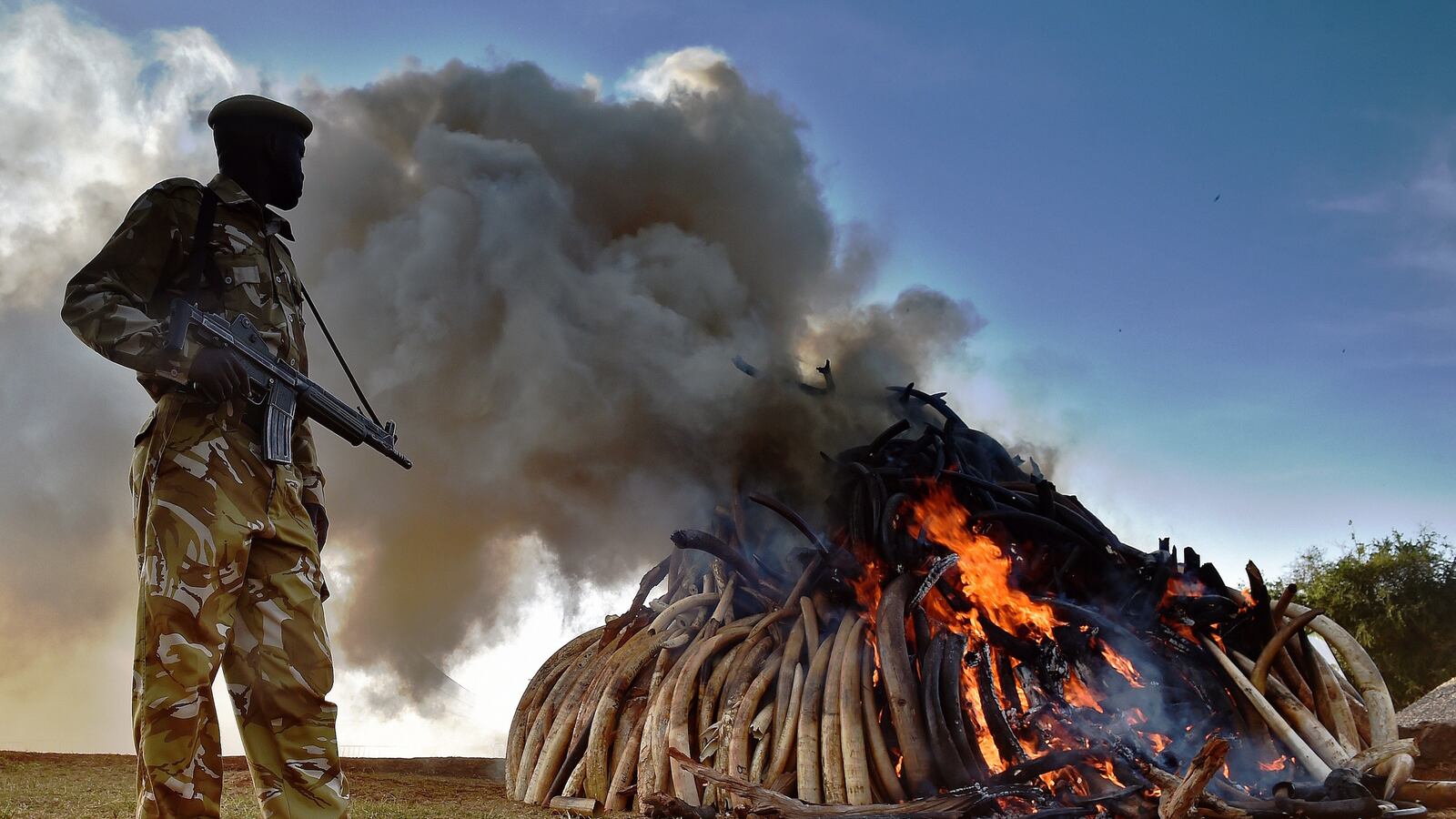 videos/2016/04/25/kenya-will-burn-105-tons-of-ivory/160425-Place-Kenya-ivory-giant-bonfire_frhc6k
