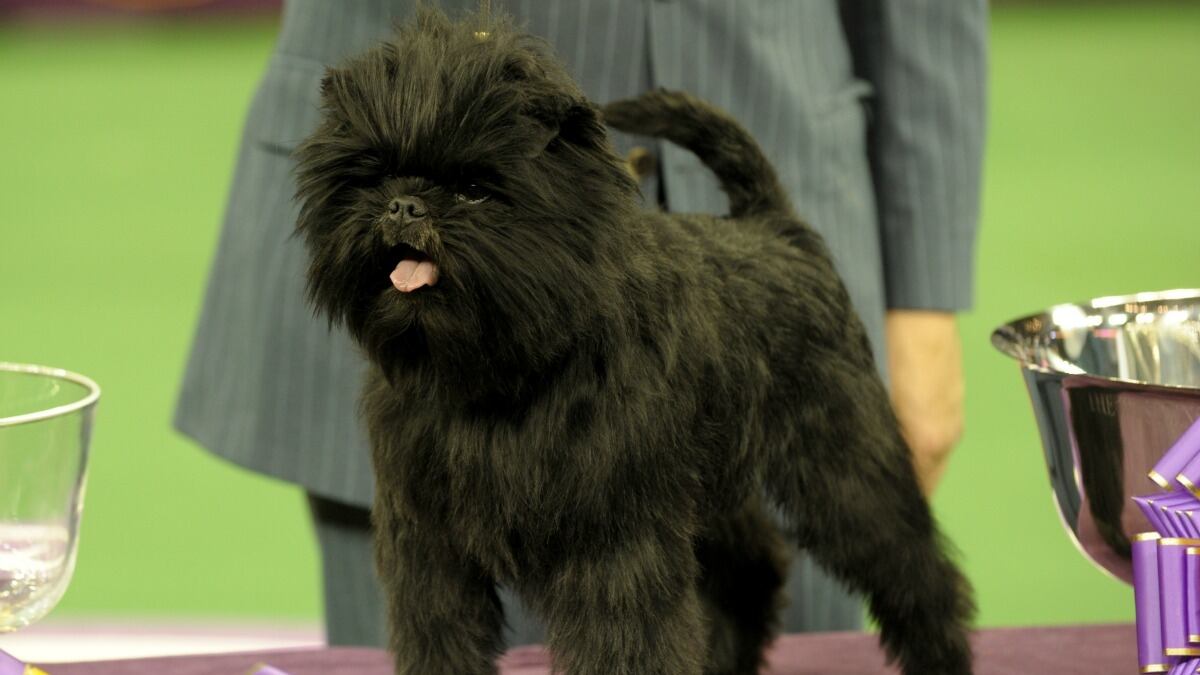 cheats/2013/02/13/banana-joe-heads-to-broadway/banana-joe-broadway-cheat_bwz2qd