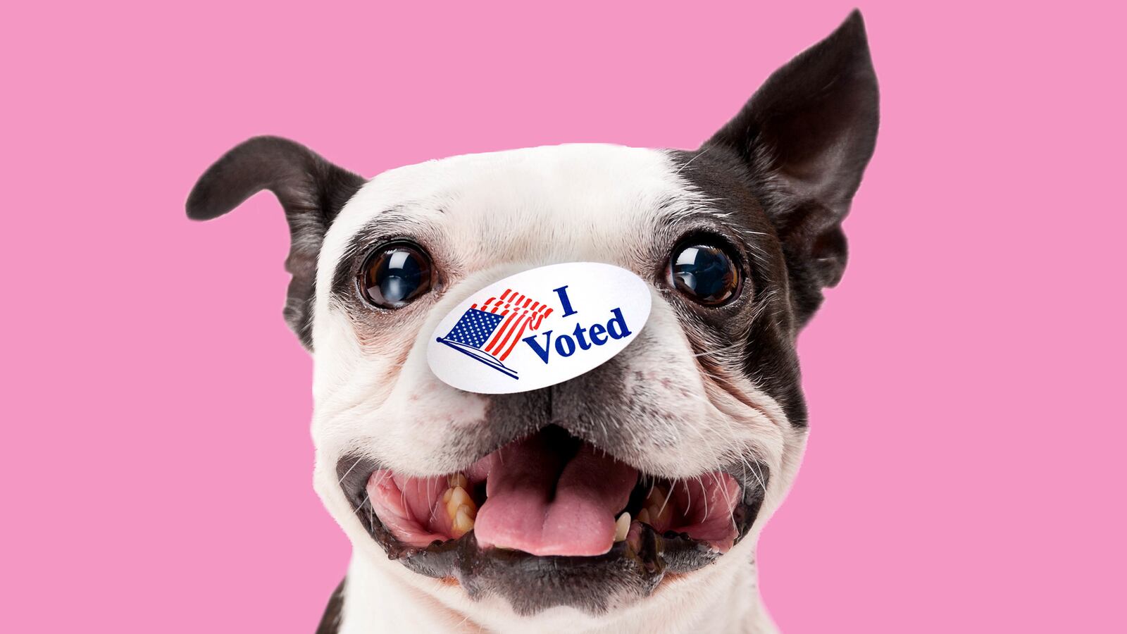 191206-weill-dogs-in-politics-tease_ko5qke