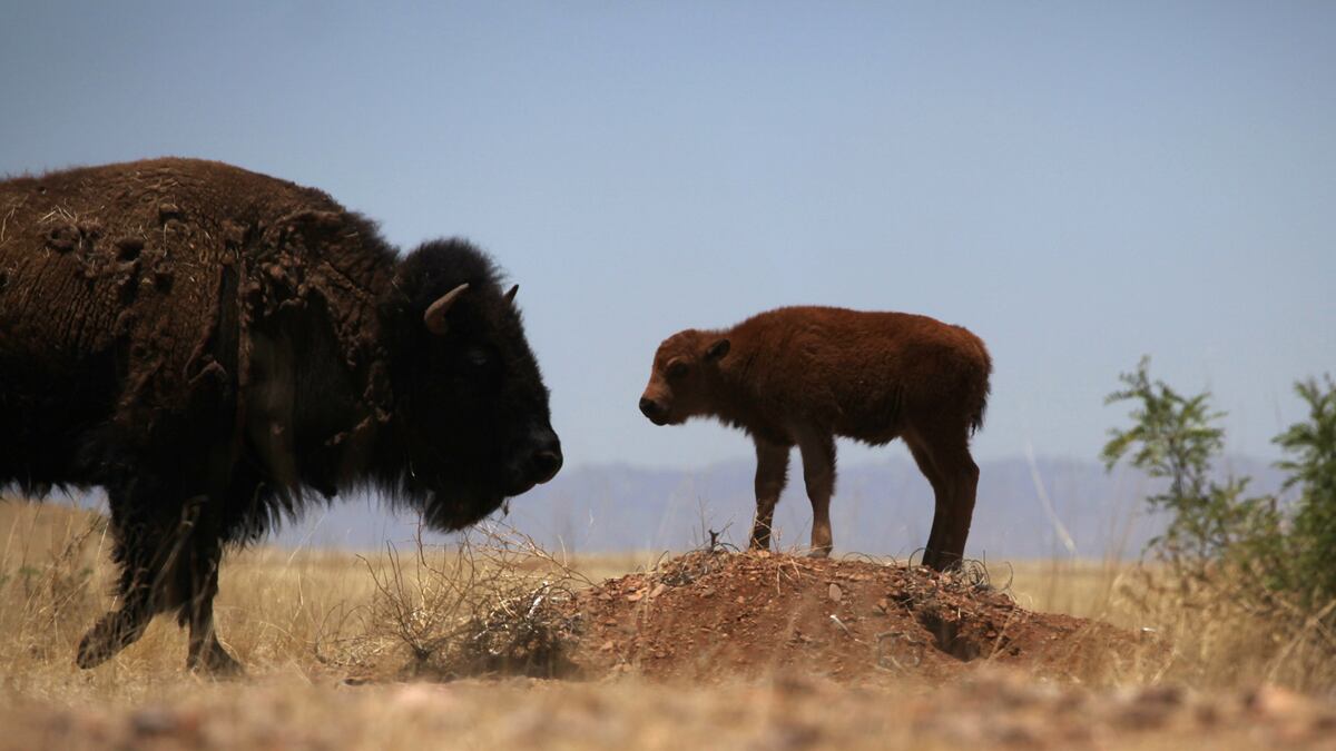 cheats/2016/03/28/bison-herd-returns-to-u-s-after-140-yrs/160328-bison-cheat_ifgwdm