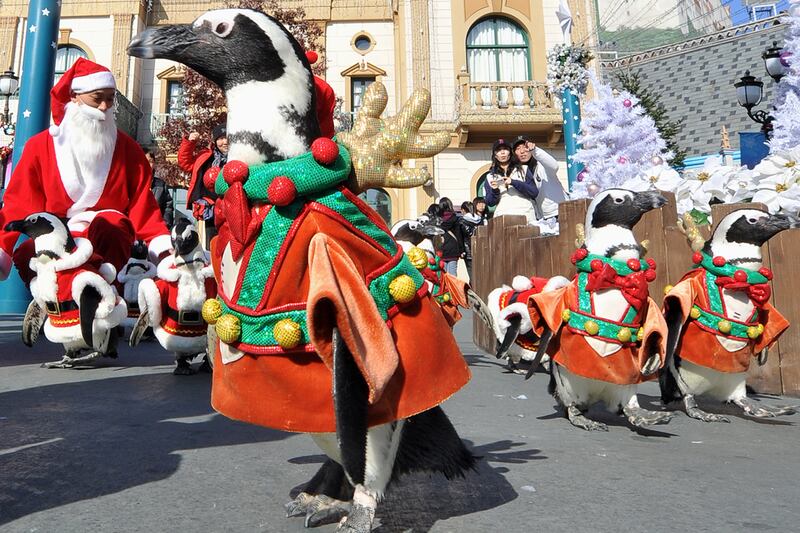 galleries/2011/10/24/best-dressed-penguins/best-dressed-penguins-10_jhjvfb