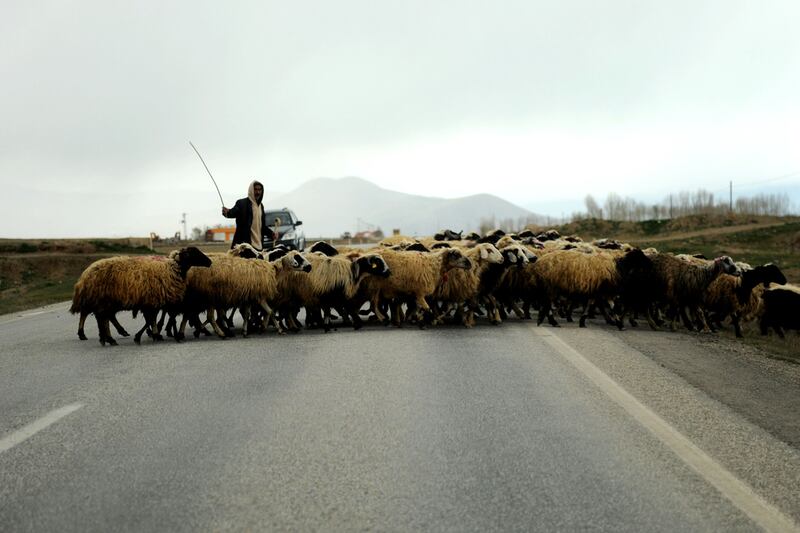 galleries/2012/10/02/starlings-dive-bomb-the-autobahn-more-animal-suicides-photos/animal-suicides-sheep_ryrpkk