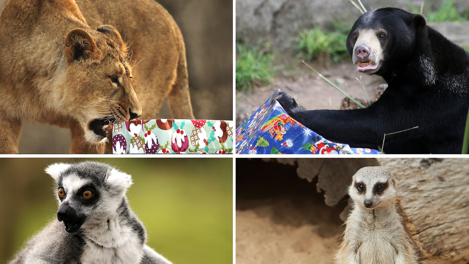 galleries/2012/12/20/santa-s-favorite-critters-animals-enjoy-holiday-gifts-photos/xmas-animals-tease_qrkdf7